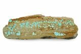 Polished Turquoise Slab - Number Mine, Carlin, NV #245510-1